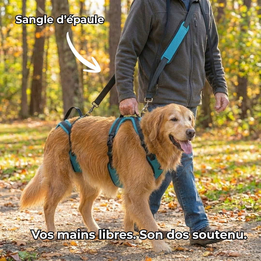 Harnais de mobilité pour chien
