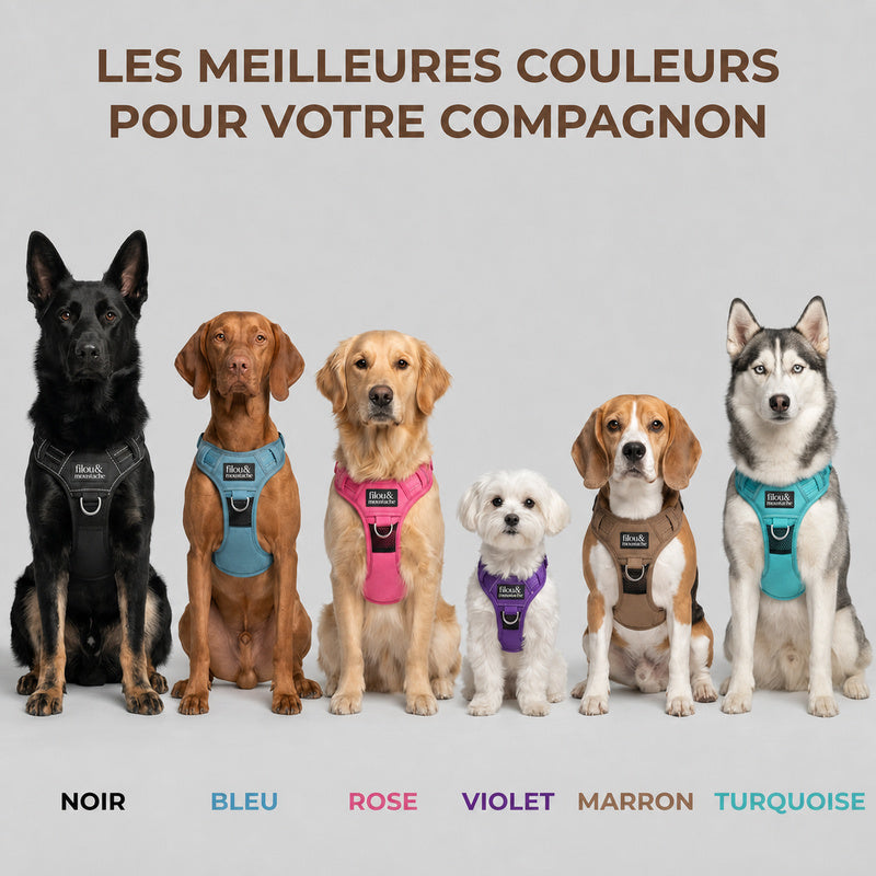 Les six couleurs du harnais Filou & Moustache
