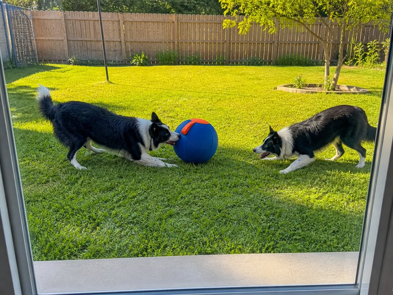 Avis client - 2 Border Collies avec la balle