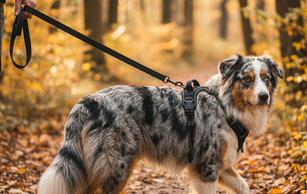 Cliente avec son chien