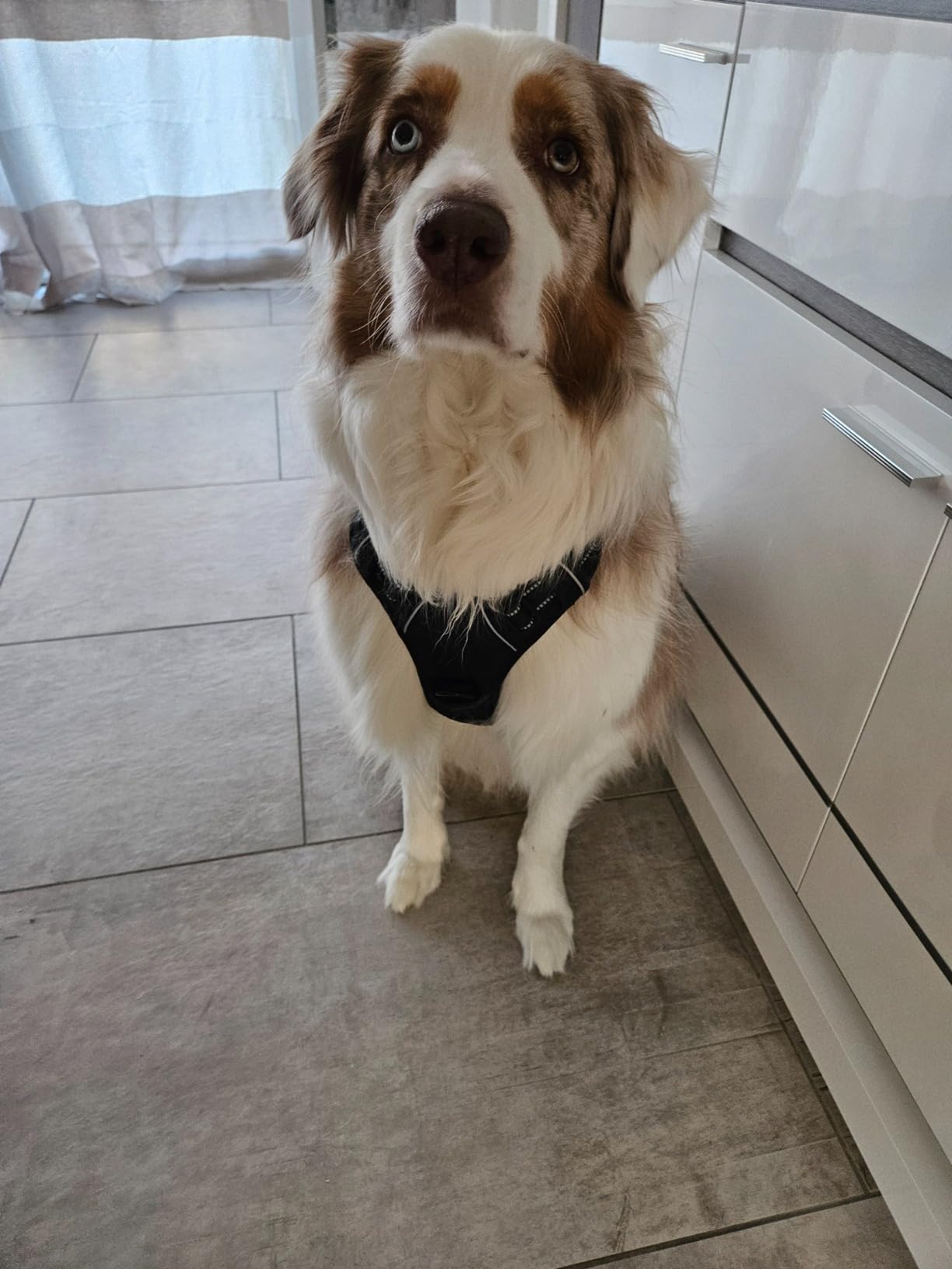 Harnais Filou & Moustache porté par un chien — photo client 3
