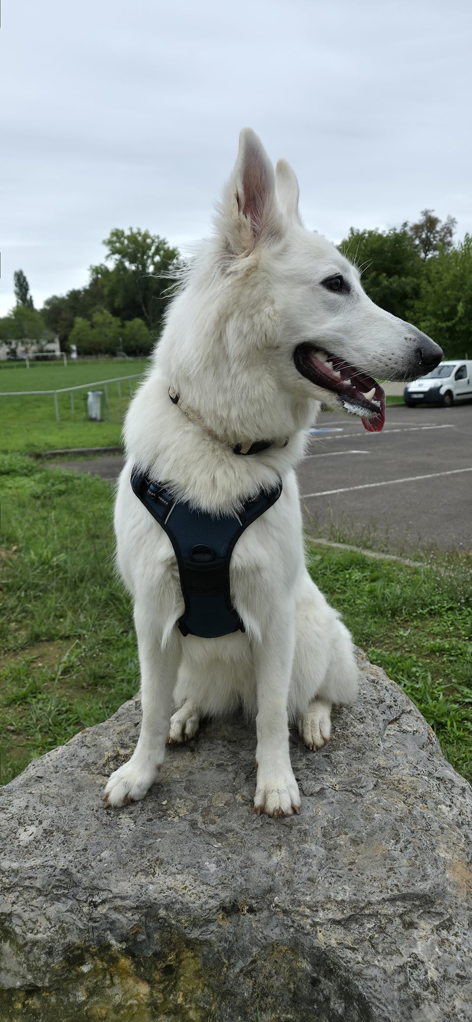 Harnais Filou & Moustache porté par un chien — photo client 4