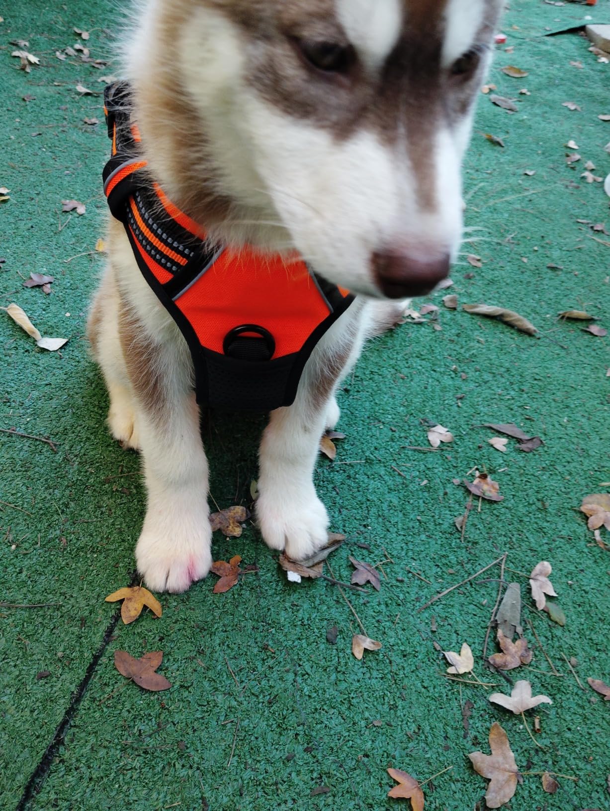 Harnais Filou & Moustache porté par un chien — photo client 5